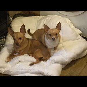 Meet your Posher, Shannon